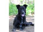 Adopt Louco a Black Australian Cattle Dog / Mixed dog in Portage, WI (41432538)