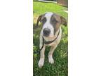 Adopt White Paws a White Mixed Breed (Medium) / Mixed dog in Reidsville