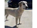 Adopt Buggy a Tan/Yellow/Fawn Coonhound / Mixed dog in Leitchfield