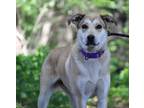 Adopt Zena a Tan/Yellow/Fawn Labrador Retriever / Mixed dog in Portage