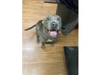 Adopt 55895034 a Gray/Blue/Silver/Salt & Pepper American Pit Bull Terrier /