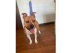 Adopt Laura a Tan/Yellow/Fawn American Pit Bull Terrier / Mixed dog in Baton