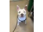 Adopt Nova a White Mixed Breed (Medium) / Mixed dog in Sanford, FL (41434452)