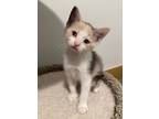Adopt Prosciutto a White Domestic Shorthair / Domestic Shorthair / Mixed cat in