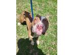 Adopt 24-0534 Mack a Brown/Chocolate American Pit Bull Terrier / Mixed dog in