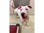 Adopt DAISY a White Terrier (Unknown Type, Small) / Mixed dog in Frederick