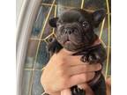 French Bulldog Puppy for sale in Cleveland, NC, USA