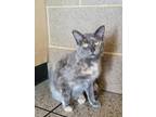 Adopt Griselda a Gray or Blue Domestic Shorthair / Domestic Shorthair / Mixed