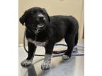 Adopt Costello a Black Mixed Breed (Medium) / Mixed dog in Wickenburg