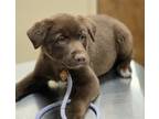 Adopt Abbott a Brown/Chocolate Mixed Breed (Medium) / Mixed dog in Wickenburg
