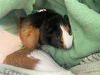 Adopt Gito a Brown or Chocolate Guinea Pig / Mixed small animal in Largo