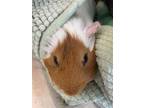 Adopt Casey a Blonde Guinea Pig / Mixed (short coat) small animal in Largo