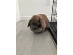 Adopt Bun Bun a Chocolate Other/Unknown / Other/Unknown / Mixed rabbit in Palm