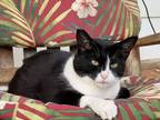 Adopt Brat a All Black Domestic Shorthair / Domestic Shorthair / Mixed cat in
