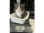 Adopt Eenie a Domestic Shorthair / Mixed cat in Prince George, BC (41406804)
