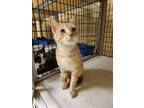 Adopt CUTIE a Orange or Red Domestic Shorthair / Domestic Shorthair / Mixed cat