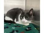 Adopt Paramore a White Domestic Shorthair / Domestic Shorthair / Mixed cat in