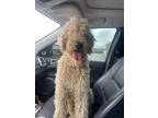 Adopt Ty a Tan/Yellow/Fawn Golden Retriever / Poodle (Standard) / Mixed dog in