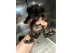 Adopt 55896136 a All Black Domestic Shorthair / Mixed (short coat) cat in