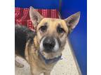 Adopt Woody a Black German Shepherd Dog / Mixed dog in Jackson, MI (41433183)