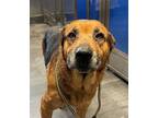Adopt Buzz a Black German Shepherd Dog / Mixed dog in Jackson, MI (41433182)