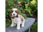 Cavapoo Puppy for sale in Interlaken, NY, USA