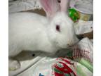 Adopt Babs a New Zealand / Mixed rabbit in Castlegar, BC (41434298)
