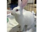 Adopt Rodger a New Zealand / Mixed rabbit in Castlegar, BC (41434293)