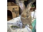 Adopt Lola a New Zealand / Mixed rabbit in Castlegar, BC (41434287)