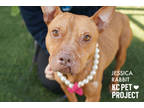 Adopt Jessica Rabbit a Brindle American Pit Bull Terrier / Mixed Breed (Medium)