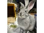 Adopt Bugs a New Zealand / Mixed rabbit in Castlegar, BC (41434284)