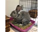 Adopt Ziggy a New Zealand / Mixed rabbit in Castlegar, BC (41434271)