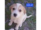 Adopt Carly a White - with Tan, Yellow or Fawn Great Pyrenees / Labrador