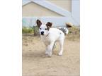 Adopt Aideen a White - with Brown or Chocolate Australian Shepherd / Mixed dog