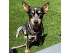 Adopt Cliff a Black Australian Cattle Dog / Mixed dog in Atlanta, GA (41413497)
