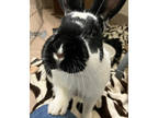 Adopt Buttons a Black English Spot / American / Mixed (short coat) rabbit in