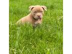 Mutt Puppy for sale in Airville, PA, USA