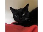 Adopt Spike a All Black Domestic Shorthair / Mixed Breed (Medium) / Mixed (short