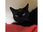 Adopt Spike a All Black Domestic Shorthair / Domestic Shorthair / Mixed cat in