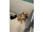 Adopt Miyah a Brown/Chocolate Mastiff / Mixed dog in Newport News, VA (41434320)