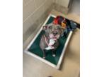 Adopt Omry a Gray/Blue/Silver/Salt & Pepper American Pit Bull Terrier / Mixed