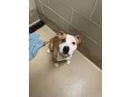 Adopt Bruno a Tan/Yellow/Fawn American Pit Bull Terrier / Mixed dog in Newport