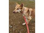 Adopt Kate a Tan/Yellow/Fawn Shepherd (Unknown Type) / Mixed dog in Yreka