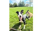 Adopt Cristie a Black - with White Labrador Retriever / Mixed dog in Cedarburg