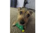 Adopt Milo a Black - with Tan, Yellow or Fawn Terrier (Unknown Type