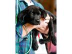 Adopt Belle a Black Labrador Retriever / Mixed dog in Cedarburg, WI (41282259)