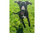 Adopt Brandy a Black - with White Labrador Retriever / Mixed dog in Cedarburg