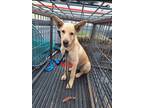 Adopt Nova a Tan/Yellow/Fawn Labrador Retriever / Mixed dog in Madill