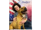 Adopt Dodger a Brown/Chocolate - with White Mixed Breed (Medium) / Mixed dog in