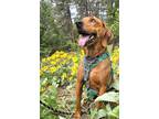 Adopt Magnus a Redbone Coonhound / Mixed dog in Cranbrook, BC (40917412)